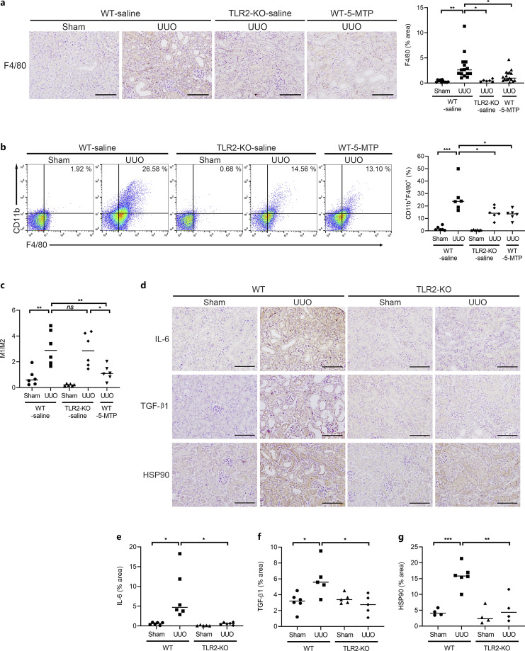 5-Methoxytryptophan Protects against Toll-Like Receptor 2-Mediated Renal Tissue Inflammation and Fibrosis in a Murine Unilateral Ureteral Obstruction Model.