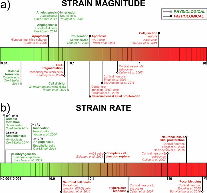 Cellular mechanisms of traumatic brain injury.