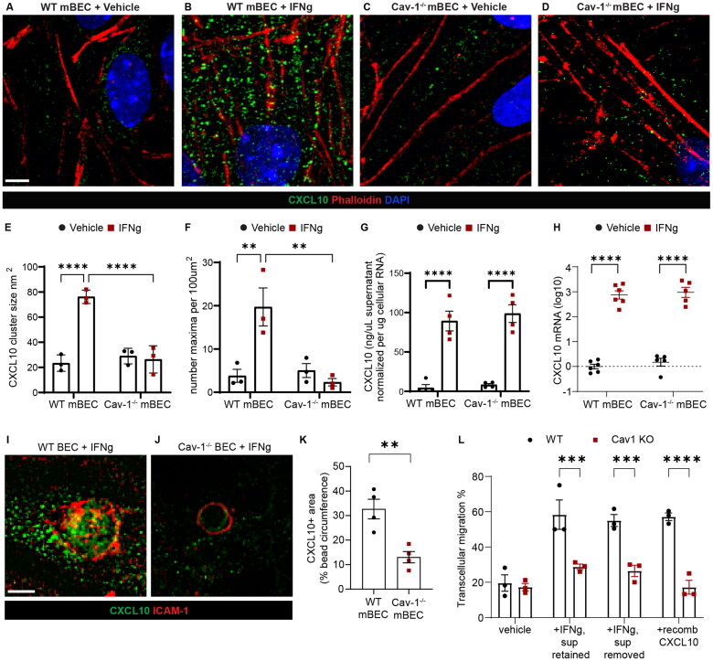 A Brain Endothelial Cell Caveolin-1/CXCL10 Axis Promotes T Cell Transcellular Migration Across the Blood-Brain Barrier.