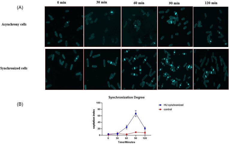 A novel method for telomere length detection in fission yeast.
