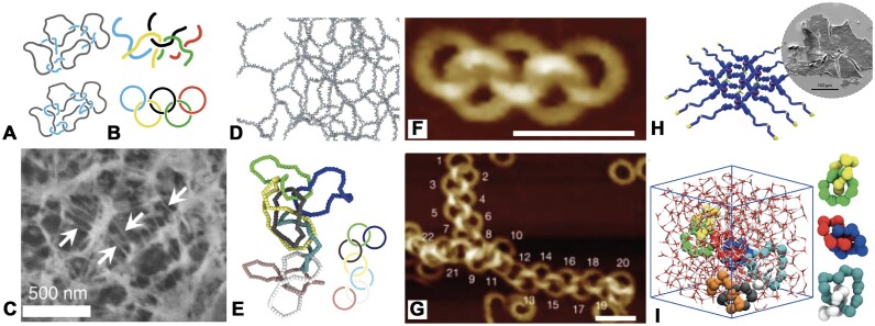 Kinetoplast DNA: a polymer physicist's topological Olympic dream.