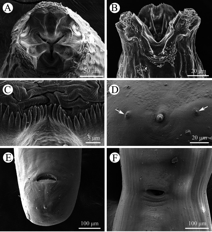 Integrated evidence reveals a new subspecies of the genus Seuratascaris (Nematoda: Ascaridomorpha), with characterization of the complete mitochondrial genome.