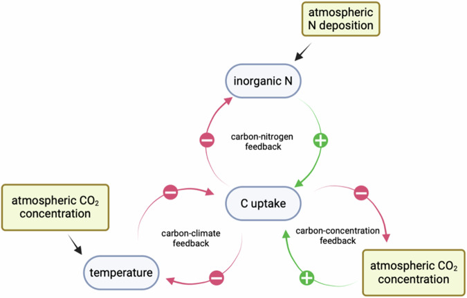 Rising nitrogen deposition leads to only a minor increase in CO<sub>2</sub> uptake in Earth system models.