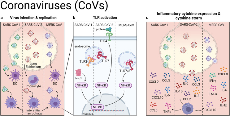 RNA Viruses, Toll-Like Receptors, and Cytokines: The Perfect Storm?