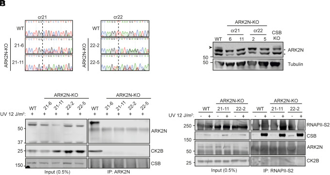 Evidence that ARK2N is not a core factor in transcription-coupled DNA repair.