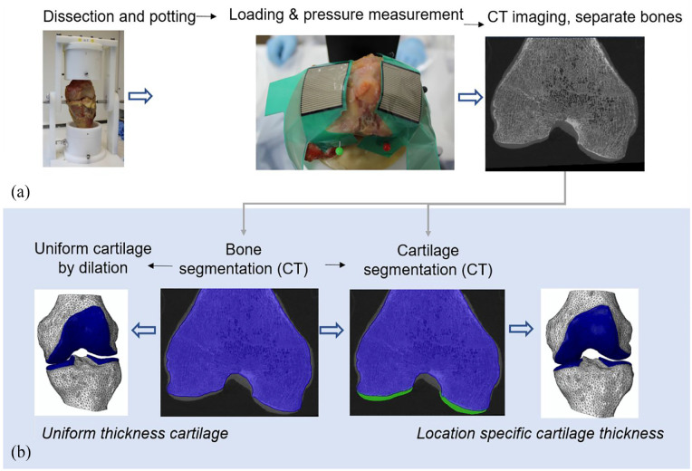 The role of high-resolution cartilage thickness distribution for contact mechanics predictions in the tibiofemoral joint.
