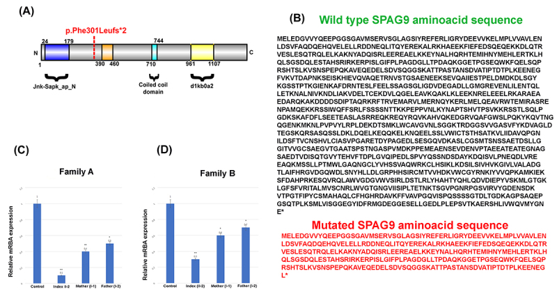 Truncated SPAG9 as a novel candidate gene for a new syndrome: Coarse facial features, albinism, cataract and developmental delay (CACD syndrome).