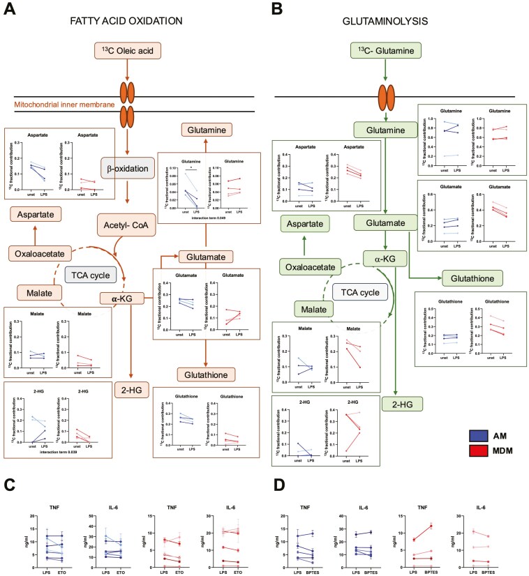 Uncovering metabolic pathways in human alveolar macrophages in response to lipopolysaccharide.