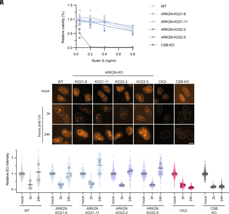 Evidence that ARK2N is not a core factor in transcription-coupled DNA repair.