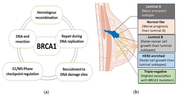 Long Intergenic Non-Coding RNAs and <i>BRCA1</i> in Breast Cancer Pathogenesis: Neighboring Companions or Nemeses?