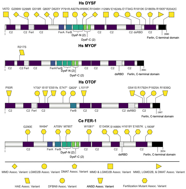 Utilizing <i>C. elegans</i> Spermatogenesis and Fertilization Mutants as a Model for Human Disease.