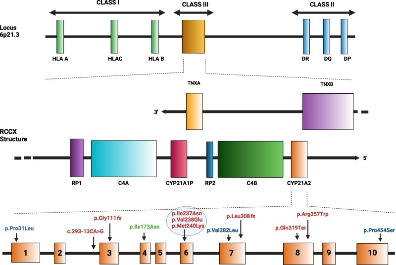 Genetics in Congenital Adrenal Hyperplasia Due to 21-Hydroxylase Deficiency and Clinical Implications.