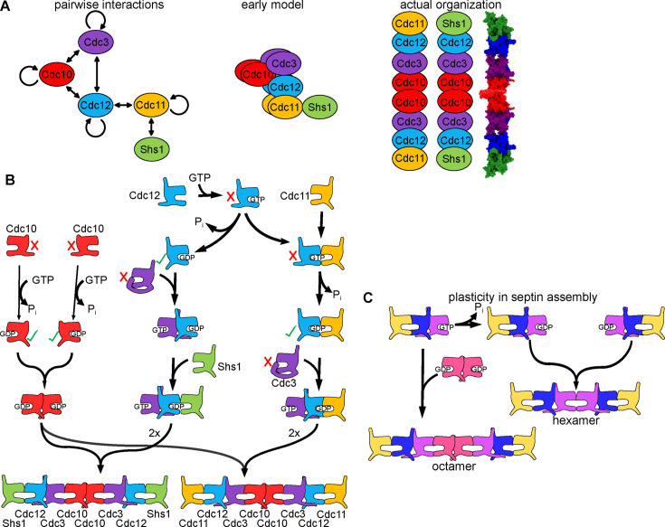 Stepwise order in protein complex assembly: approaches and emerging themes.