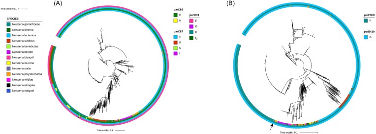 In vitro evolution of ciprofloxacin resistance in Neisseria commensals and derived mutation population dynamics in natural Neisseria populations.