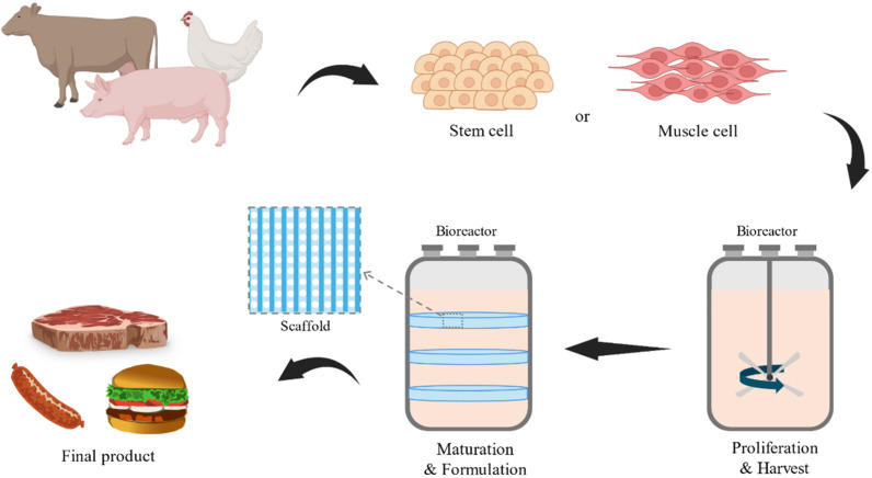 Exploring Sustainable Future Protein Sources.