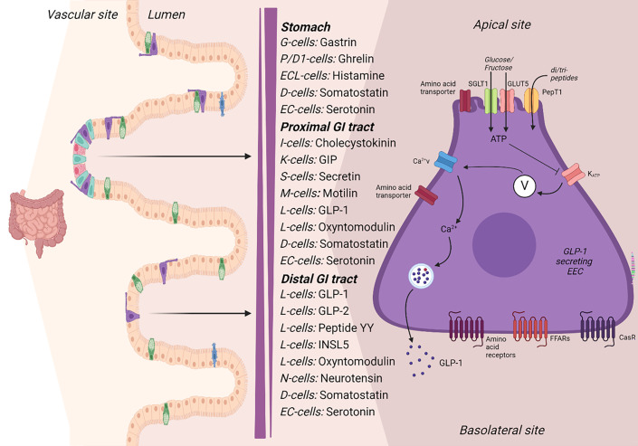 Understanding the release mechanisms and secretion patterns for glucagon-like peptide-1 using the isolated perfused intestine as a model.