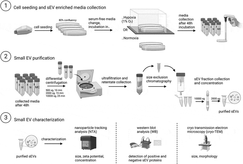 Effects of small extracellular vesicles derived from normoxia- and hypoxia-treated prostate cancer cells on the submandibular salivary gland epithelium <i>in vitro</i>.