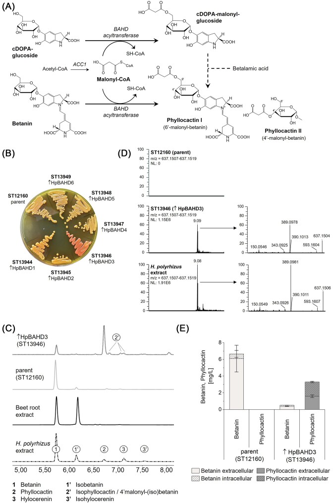 BAHD acyltransferase from dragon fruit enables production of phyllocactin in engineered yeast.