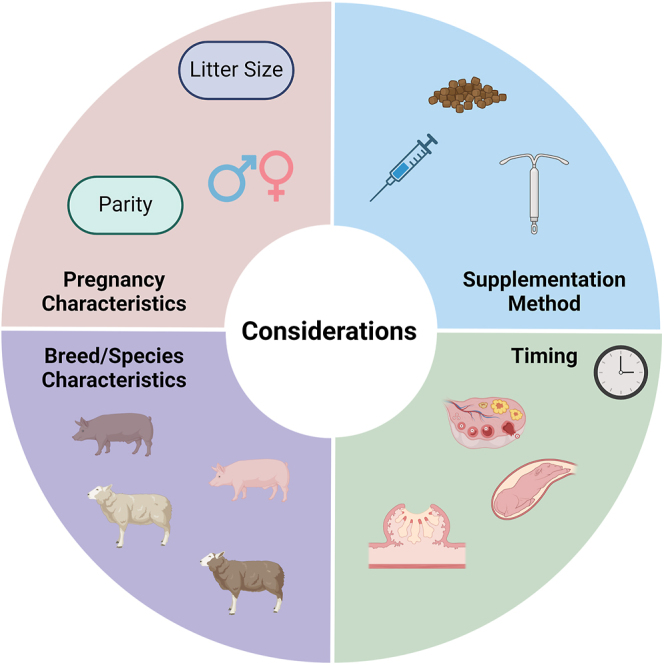 Exogenous progesterone supplementation: a strategy to enhance conceptus development in sheep and pigs?