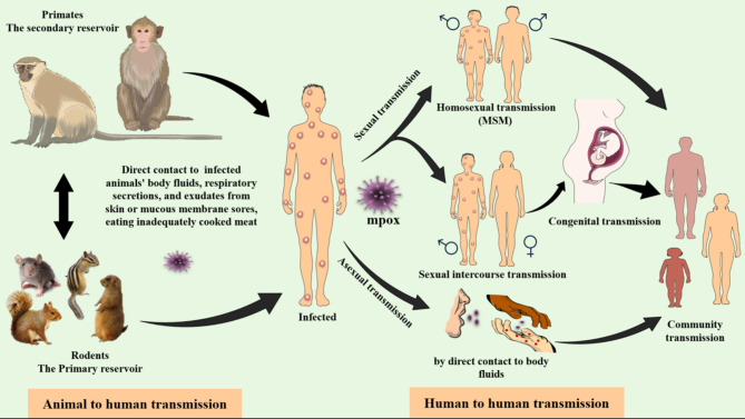 Monkeypox: a re-emergent virus with global health implications - a comprehensive review.