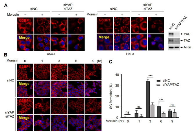 Transient activation of YAP/TAZ confers resistance to morusin-induced apoptosis.