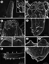 Integrated evidence reveals a new subspecies of the genus Seuratascaris (Nematoda: Ascaridomorpha), with characterization of the complete mitochondrial genome.