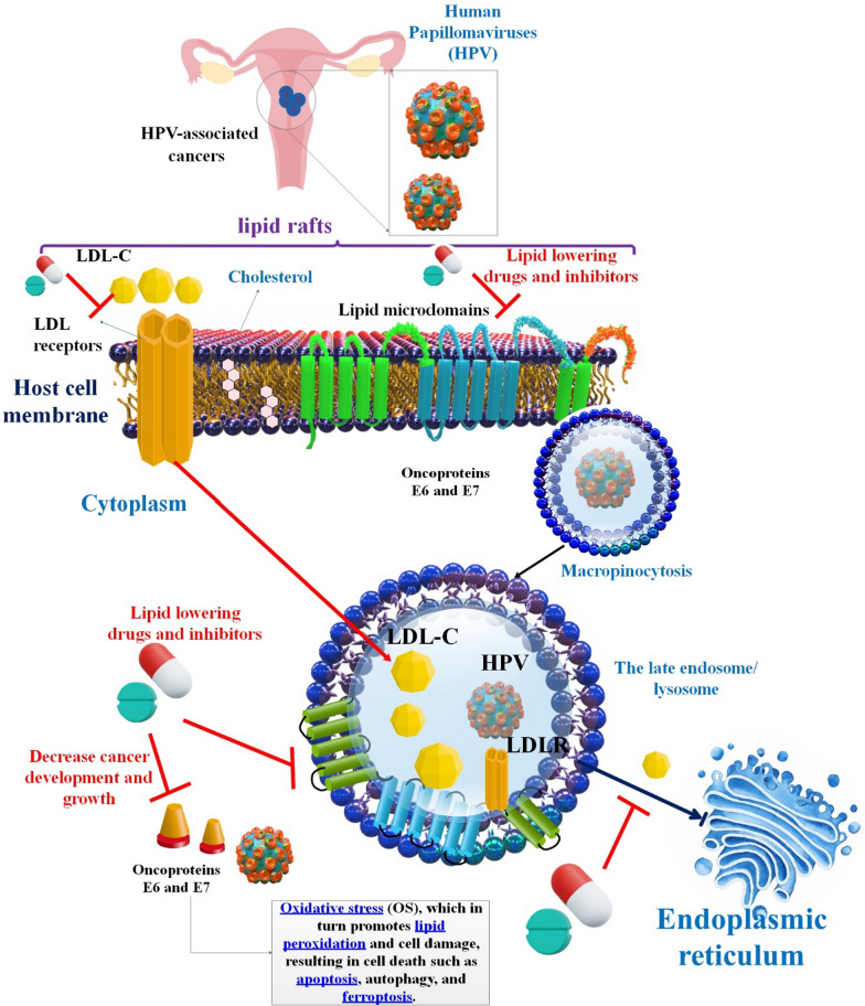 The role of lipids and lipids lowering drugs in human papillomavirus (HPV) and HPV-associated cancers.