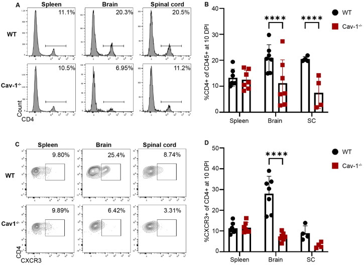 A Brain Endothelial Cell Caveolin-1/CXCL10 Axis Promotes T Cell Transcellular Migration Across the Blood-Brain Barrier.