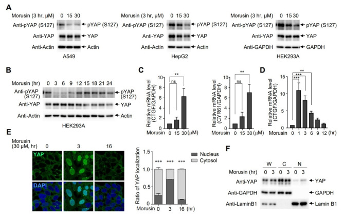 Transient activation of YAP/TAZ confers resistance to morusin-induced apoptosis.