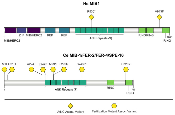 Utilizing <i>C. elegans</i> Spermatogenesis and Fertilization Mutants as a Model for Human Disease.