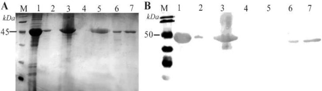 The Role of Disulfide Bridges in the Interaction of <i>E. coli</i> -Derived Recombinant SCARB2 and EV-A71's Capsid.