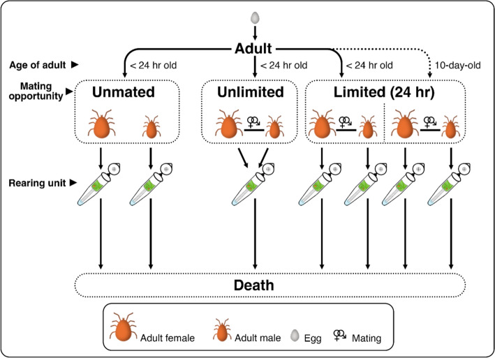Effects of variable mating opportunity, delay, and male mating experience on the lifespan, female reproductive traits, and offspring traits of Phytoseiulus persimilis (Acari: Phytoseiidae).