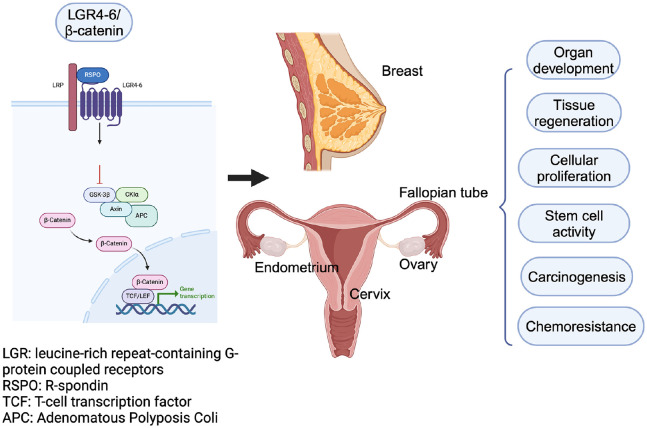Role of Leucine-Rich Repeat-Containing G-Protein-Coupled Receptors 4-6 (LGR4-6) in the Ovary and Other Female Reproductive Organs: A Literature Review.
