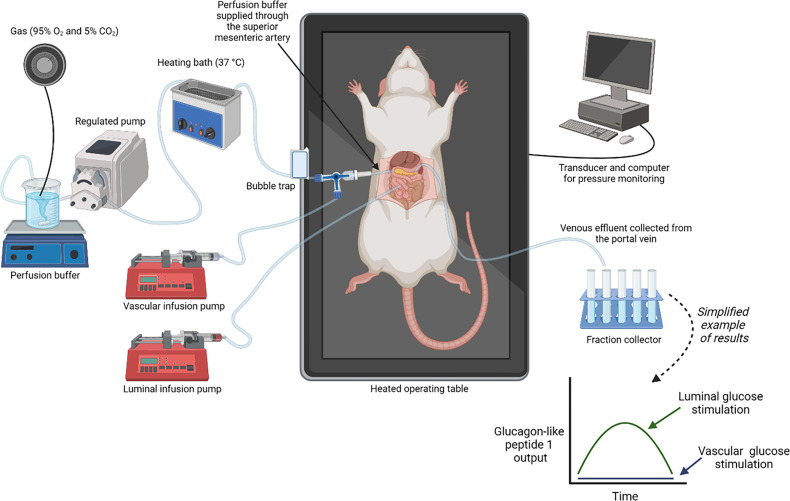 Understanding the release mechanisms and secretion patterns for glucagon-like peptide-1 using the isolated perfused intestine as a model.