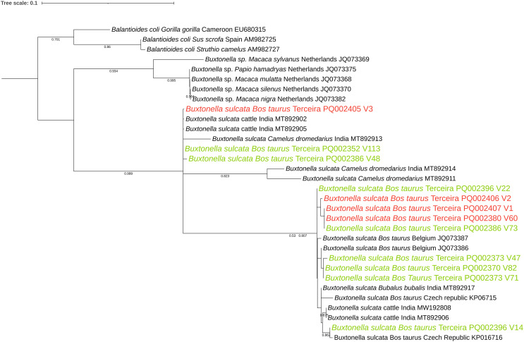 Screening for the ciliate Buxtonella sulcata in free-ranging dairy cattle on Terceira Island, Azores archipelago.