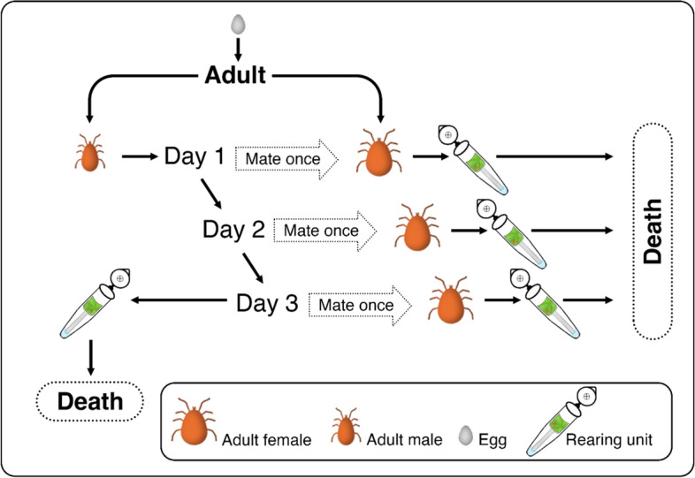 Effects of variable mating opportunity, delay, and male mating experience on the lifespan, female reproductive traits, and offspring traits of Phytoseiulus persimilis (Acari: Phytoseiidae).