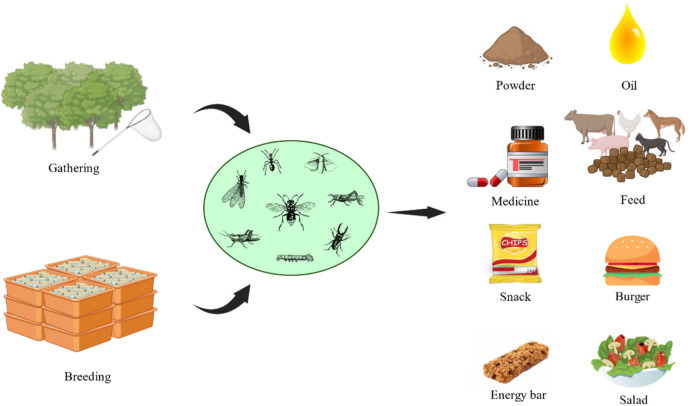 Exploring Sustainable Future Protein Sources.