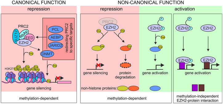 Exploring oncogenic roles and clinical significance of EZH2: focus on non-canonical activities.