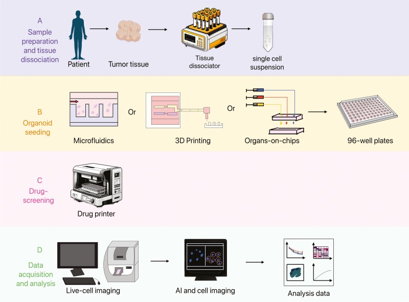 High-throughput solutions in tumor organoids: from culture to drug screening.