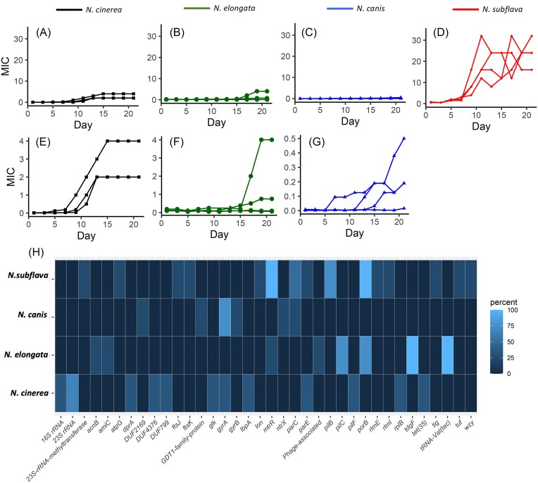 In vitro evolution of ciprofloxacin resistance in Neisseria commensals and derived mutation population dynamics in natural Neisseria populations.