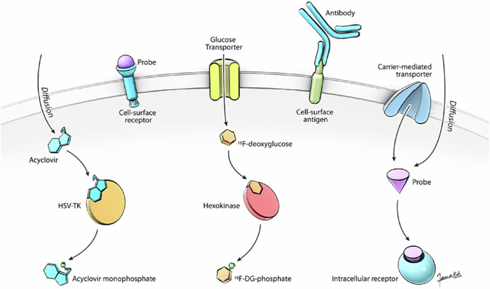 Molecular imaging of viral pathogenesis and opportunities for the future.