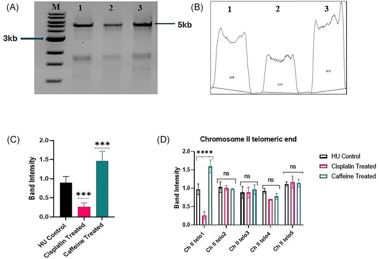 A novel method for telomere length detection in fission yeast.