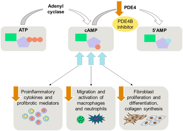 Potential of phosphodiesterase 4B inhibition in the treatment of progressive pulmonary fibrosis.
