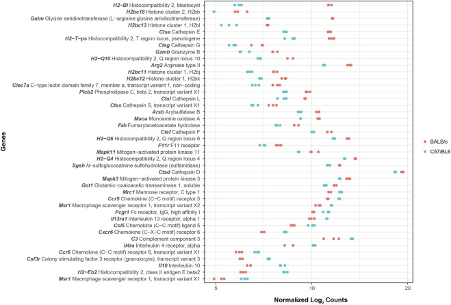 Baseline gene expression in BALB/c and C57BL/6 peritoneal macrophages influences but does not dictate their functional phenotypes.