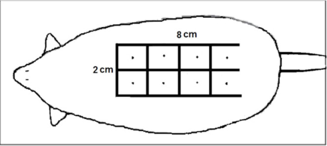 Evaluation of the Appropriate Time of Botulinum Toxin Type A Injection To Increase the Survival of Random Flaps in Rat.