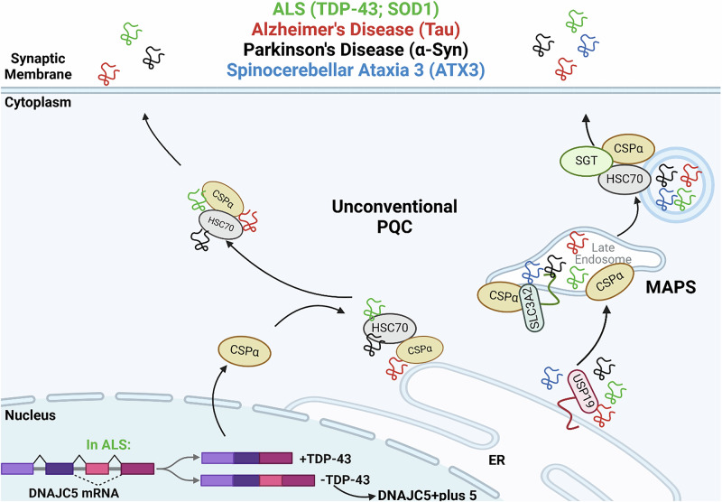 Cysteine string protein α and a link between rare and common neurodegenerative dementias.