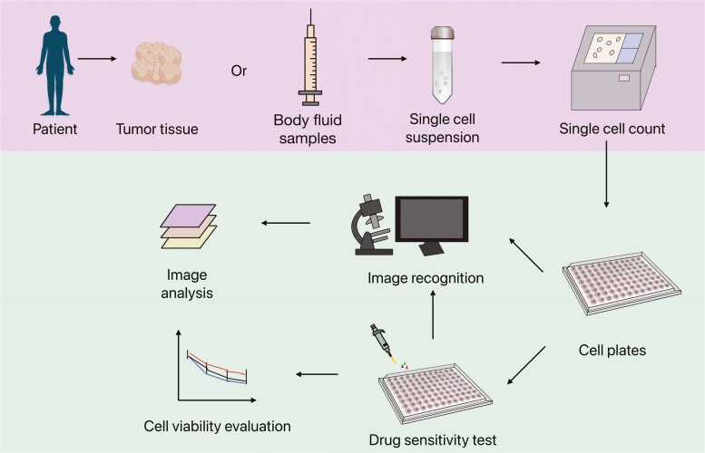High-throughput solutions in tumor organoids: from culture to drug screening.