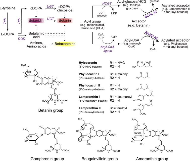 BAHD acyltransferase from dragon fruit enables production of phyllocactin in engineered yeast.