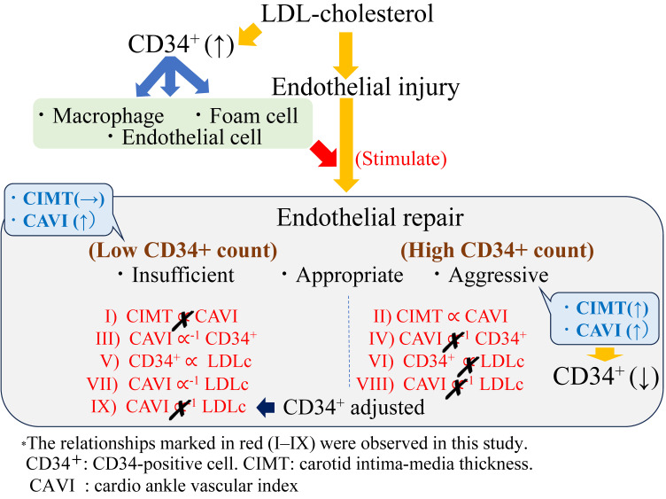 Beneficial influence of low-density lipoprotein cholesterol on the endothelium in relation to endothelial repair.