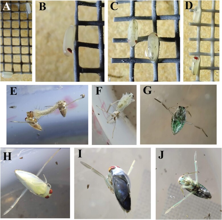 The life history and mosquito consumption dynamics of Notonecta indica (Hemiptera: Notonectidae) in eastern Jamaica.